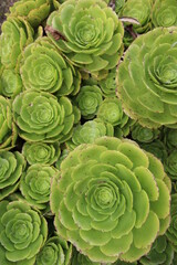 Obraz premium A green field of succulents blooming together, top view from the plants, decorative natural floral pattern 