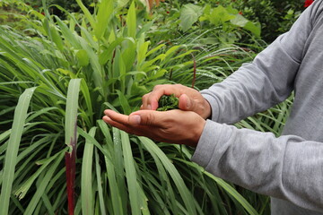 Green fresh citronella plant, medicinal plant and herb, a person is rubbing some leaves in his hand, using in oil as repellent for mosquitoes, room freshener and for cleaning 