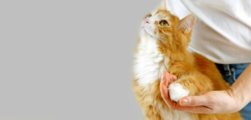 Fototapeta premium Tender love and friendship between human and animal. Human hand holding a paw of cat