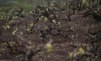 Viticulture of Gran Canaria - nee leaves on old vines, San Mateo area
