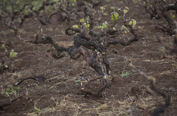 Viticulture of Gran Canaria - nee leaves on old vines, San Mateo area