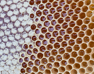 honey and honeycombs. just from the bee hive. close-up photography.