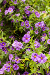 Beautiful Solanum Laciniatum Aiton flowers in Spring
