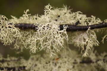 Abandoned garden in humid area of central Gran Canaria, tree lichen-covered branches, natural macro floral background
