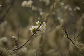 Abandoned garden in humid area of central Gran Canaria, tree lichen-covered branches, natural macro floral background
