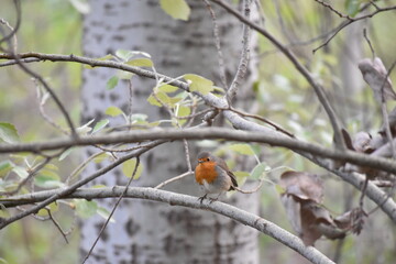 robin on a branch