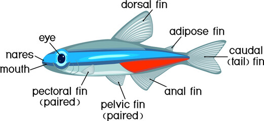 Fish external anatomy. External structure of Neon tetra (Paracheirodon innesi) isolated on white background