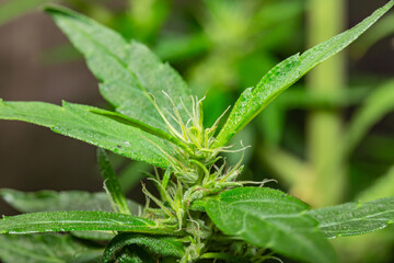 Marijuana Leaves Macro view. the flowers of the hemp strains close to harvest time..stock footage in herb medical concept.