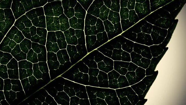 Translucent structure of a green leaf. Extreme close-up, macro. 4K video animation high quality. ProRes 422 HQ.