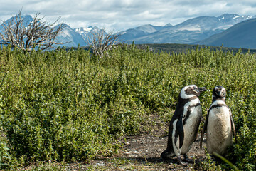 penguin off of coast of Ushuaia in Argentina