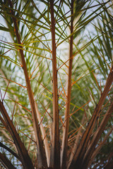 palm branches on top of a tree in thailand, china, hong kong, asia