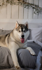 Wolf-like siberian husky with geterochromy lying at the bed