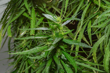 Marijuana Leaves Macro view. the flowers of the hemp strains close to harvest time..stock footage in herb medical concept.
