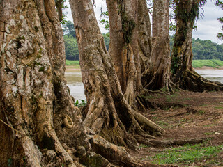 Amazonia