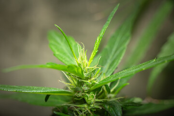 Marijuana Leaves Macro view. the flowers of the hemp strains close to harvest time..stock footage in herb medical concept.