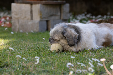 Cagnolino © antonio