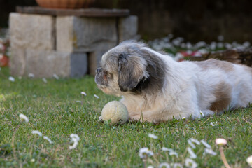 Cagnolino © antonio