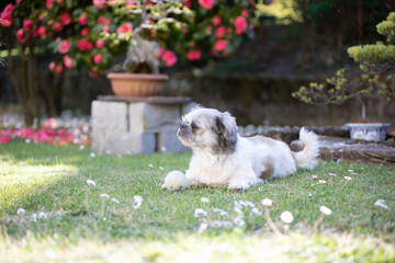 Cagnolino © antonio