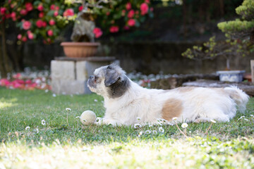 Cagnolino © antonio