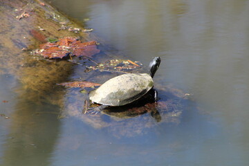 Fototapeta premium turtle on the water