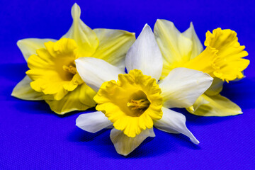 Three yellow daffodil flowers photographed close up on a blue background, creating a strong contrast