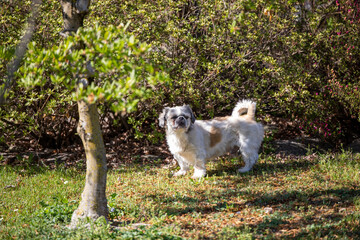 Cagnolino © antonio