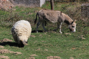 âne et mouton