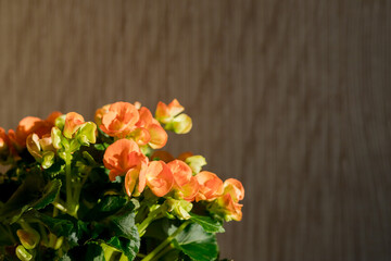 Bright orange pink tuberous begonia blossom with shallow depth blurred background taken on a sunny summer day.vivid floral background in direct sunlight