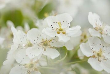Naklejka na ściany i meble White flowers of pear tree natural macro floral background