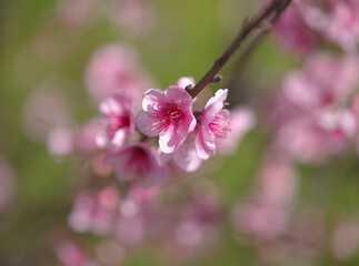 Flowering peach tree branches natural macro floral background