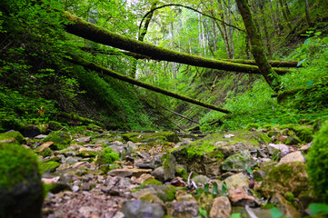 Beautiful scenery showing fallen, mossy tree trunks leading across a riverbed in a forest canyon.