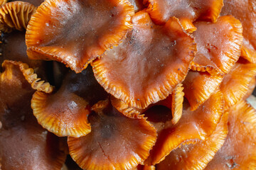 The mushrooms grew in early spring.