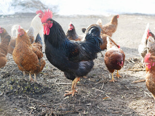 Rooster and chickens. Free range cock and hens