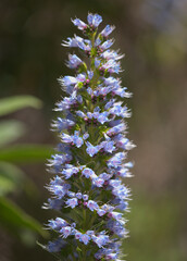 Flora of Gran Canaria -  Echium callithyrsum, blue bugloss of Tenteniguada, endemic to the island,
 natural macro floral background
