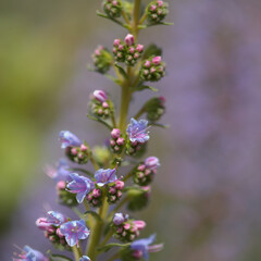 Obraz premium Flora of Gran Canaria - Echium callithyrsum, blue bugloss of Gran Canaria or of Tenteniguada, endemic and vulnerable plant natural macro floral background 