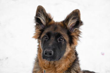 German shepherd cute puppy at the snow