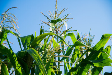 Obraz premium Bushes of corn on a background of blue sky