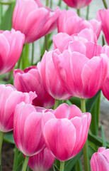 Beautiful spring pink tulips, closeup background