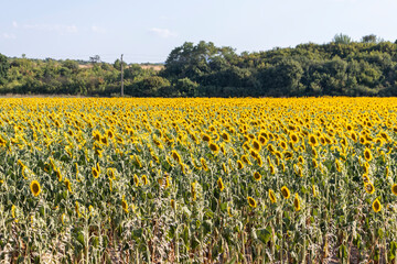 Obraz premium Landscape sunflower field near town of Svilengrad, Haskovo Region, Bulgaria