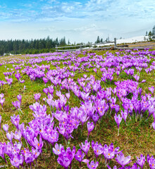 Colorful blooming purple Crocus heuffelianus (Crocus vernus) alpine flowers on spring Carpathian mountain plateau valley, Ukraine, Europe. Beautiful conceptual spring or early summer landscape.