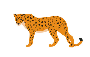 Leopard hand drawn illustration. Wild leopard illustration