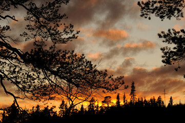 Beautiful evening in the forest with a beautiful sunset. Dark trees against the fiery sky. There is a bright autumn glow in the sky. Murmansk.