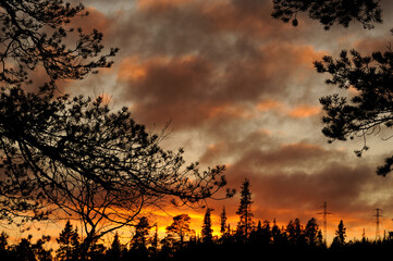 Beautiful evening in the forest with a beautiful sunset. Dark trees against the fiery sky. There is a bright autumn glow in the sky. Murmansk.