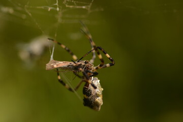 Araña
