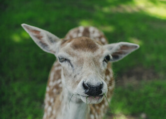 roe deer face