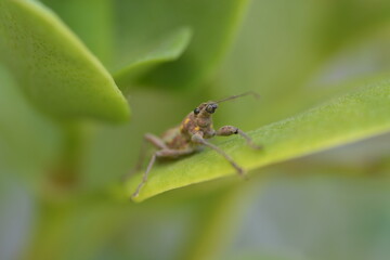 insecto