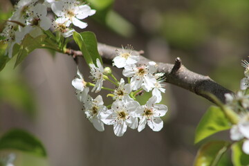 tree blossom