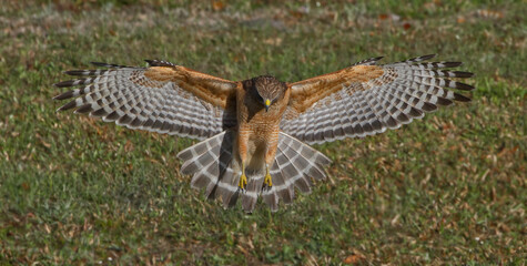 Red shouldered Hawk (Buteo lineatus) landing on prey, wings extended, great detail, perfect lighting