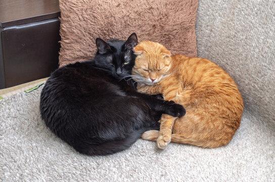 two cute cats lying and hugging at home