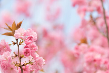 Wallpaper di fiori di ciliegio rosa con sfondo sfocato